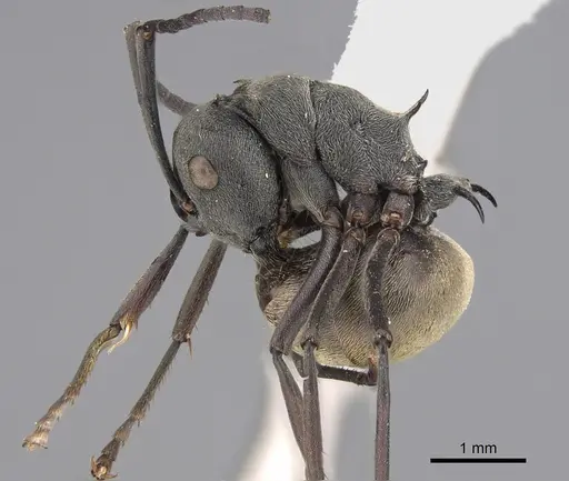 Polyrhachis diotima specimen CASENT0923490 image casent0923490_1