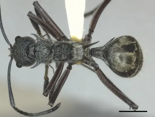 Polyrhachis dispar specimen CASENT0217426 image casent0217426_1