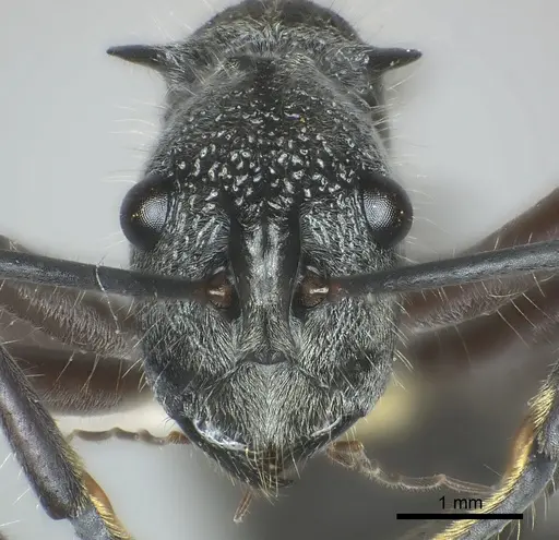 Polyrhachis dispar specimen CASENT0217426 image casent0217426_2
