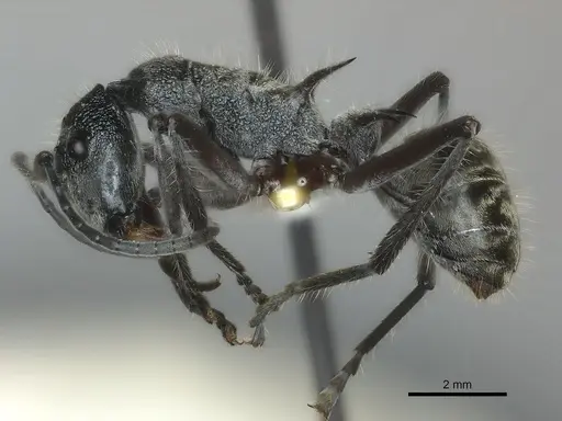 Polyrhachis dispar specimen CASENT0217426 image casent0217426_3