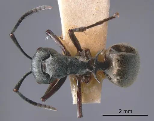 Polyrhachis dives specimen ANTWEB1008258 image antweb1008258_1