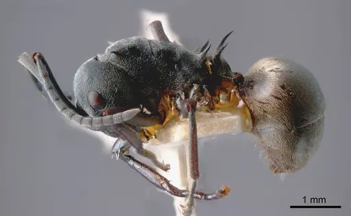 Polyrhachis dives specimen ANTWEB1008258 image antweb1008258_2