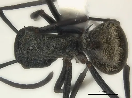 Polyrhachis dives specimen CASENT0227526 image casent0227526_1
