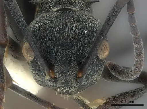 Polyrhachis dives specimen CASENT0227526 image casent0227526_2