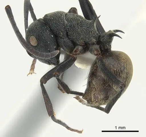 Polyrhachis dives specimen CASENT0227526 image casent0227526_3