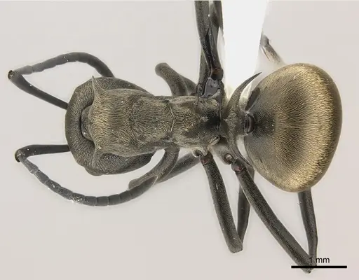 Polyrhachis dives specimen CASENT0227581 image casent0227581_1
