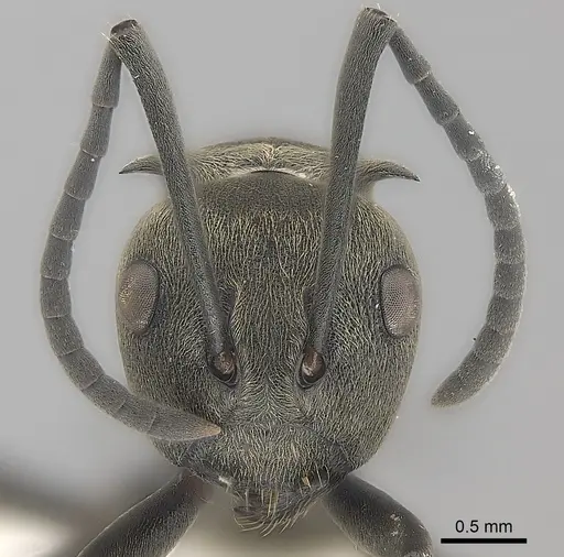Polyrhachis dives specimen CASENT0227581 image casent0227581_2