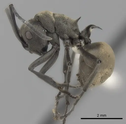 Polyrhachis dives specimen CASENT0227581 image casent0227581_3