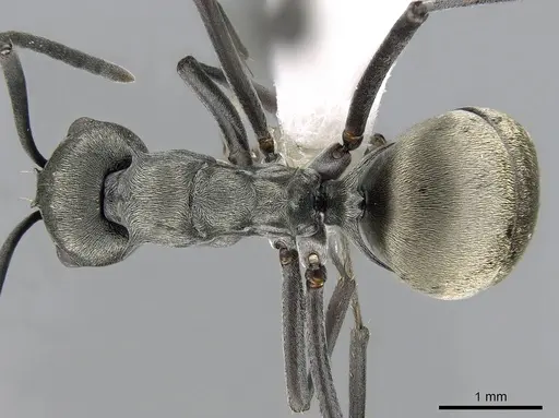 Polyrhachis dives specimen CASENT0281401 image casent0281401_1