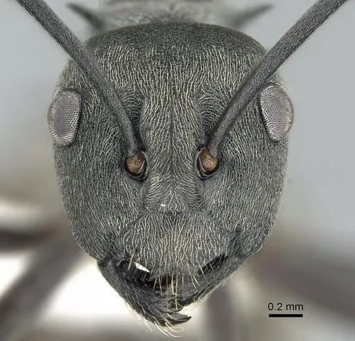 Polyrhachis dives specimen CASENT0281401 image casent0281401_2