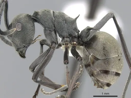 Polyrhachis dives specimen CASENT0281401 image casent0281401_3