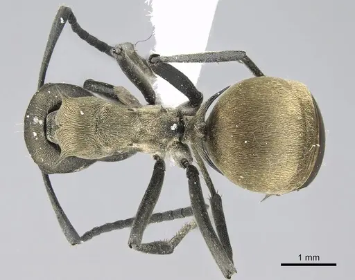 Polyrhachis dives specimen CASENT0740783 image casent0740783_1