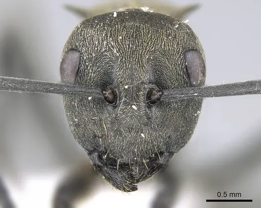 Polyrhachis dives specimen CASENT0740783 image casent0740783_2