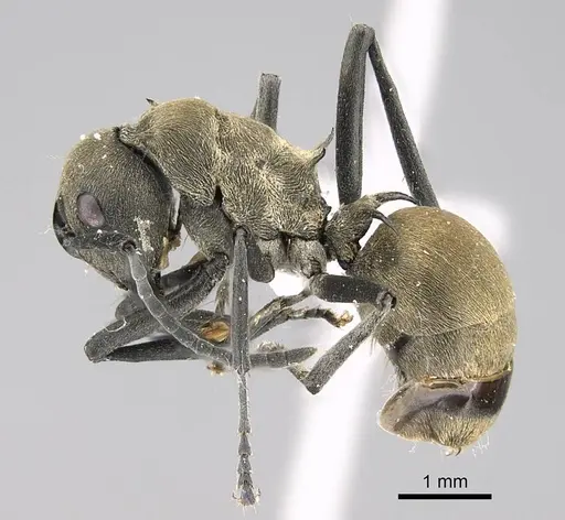 Polyrhachis dives specimen CASENT0740783 image casent0740783_3