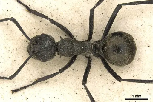 Polyrhachis dives specimen CASENT0901862 image casent0901862_1
