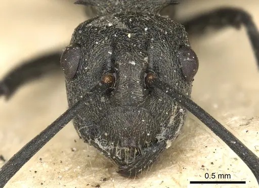 Polyrhachis dives specimen CASENT0901862 image casent0901862_2