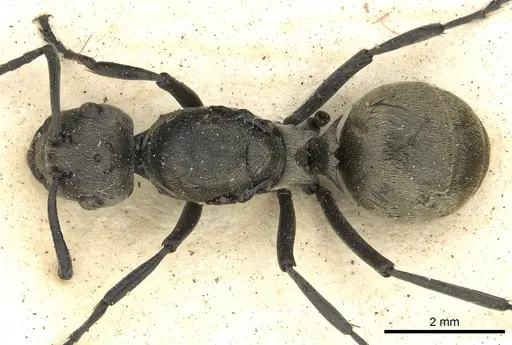 Polyrhachis dives specimen CASENT0901864 image casent0901864_1