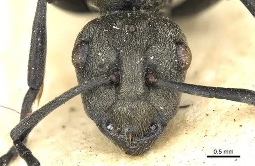 Polyrhachis dives specimen CASENT0901864 image casent0901864_2