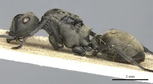 Polyrhachis dives specimen CASENT0901864 image casent0901864_3
