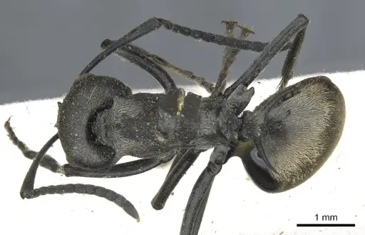 Polyrhachis dives specimen CASENT0903388 image casent0903388_1