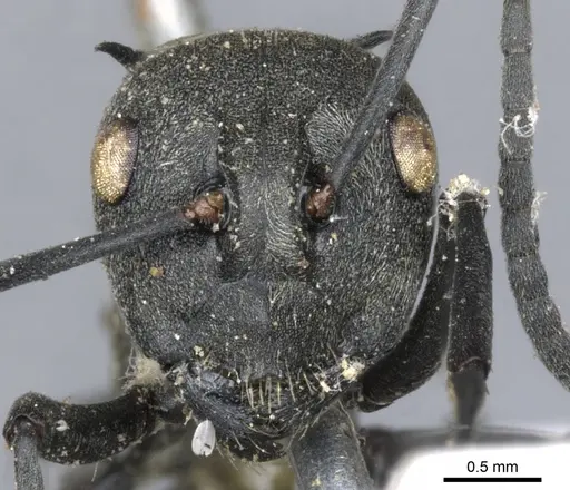Polyrhachis dives specimen CASENT0903388 image casent0903388_2