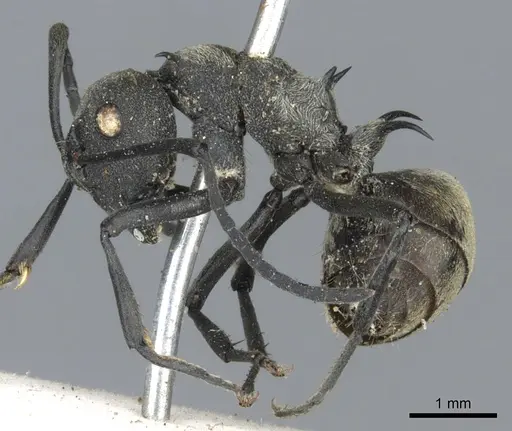 Polyrhachis dives specimen CASENT0903388 image casent0903388_3