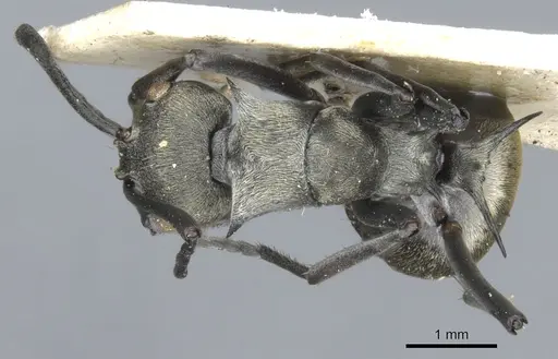 Polyrhachis dives specimen CASENT0903389 image casent0903389_1