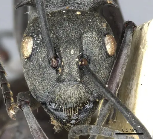 Polyrhachis dives specimen CASENT0903389 image casent0903389_2