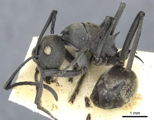 Polyrhachis dives specimen CASENT0903389 image casent0903389_3
