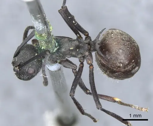 Polyrhachis dives specimen CASENT0903390 image casent0903390_1