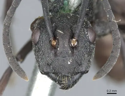 Polyrhachis dives specimen CASENT0903390 image casent0903390_2