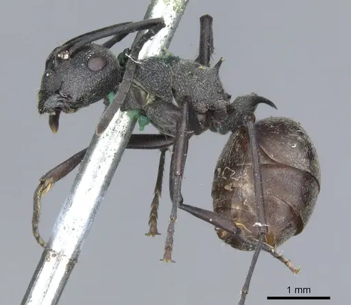 Polyrhachis dives specimen CASENT0903390 image casent0903390_3