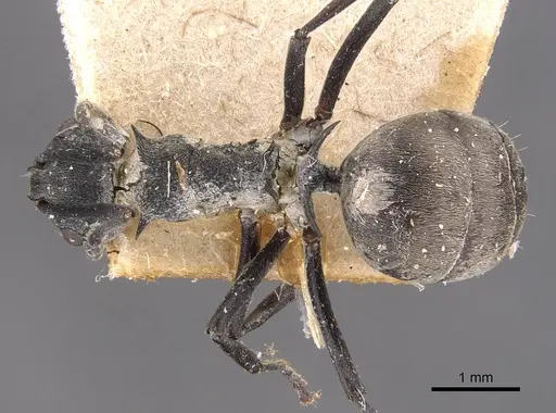 Polyrhachis dives specimen CASENT0905642 image casent0905642_1