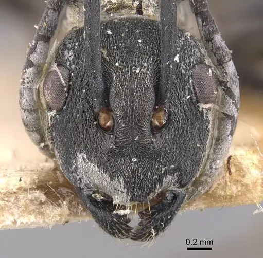 Polyrhachis dives specimen CASENT0905642 image casent0905642_2