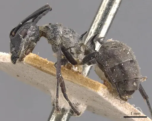Polyrhachis dives specimen CASENT0905642 image casent0905642_3