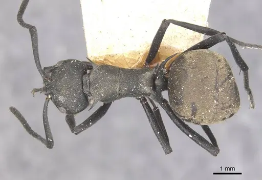 Polyrhachis dives specimen CASENT0910885 image casent0910885_1