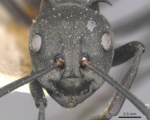 Polyrhachis dives specimen CASENT0910885 image casent0910885_2