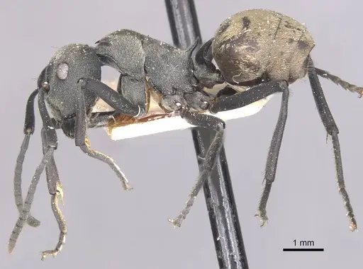 Polyrhachis dives specimen CASENT0910885 image casent0910885_3