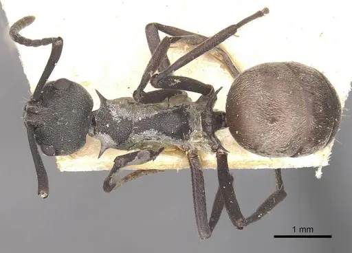 Polyrhachis dives specimen CASENT0910886 image casent0910886_1