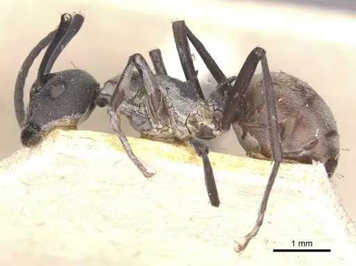 Polyrhachis dives specimen CASENT0910886 image casent0910886_3