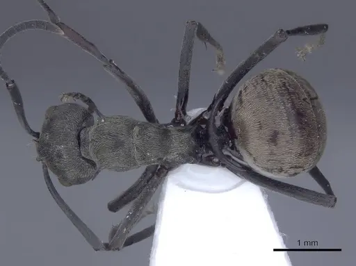 Polyrhachis dives specimen CASENT0916779 image casent0916779_1