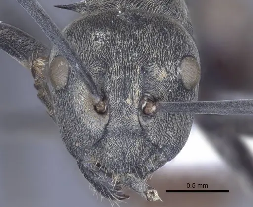 Polyrhachis dives specimen CASENT0916779 image casent0916779_2
