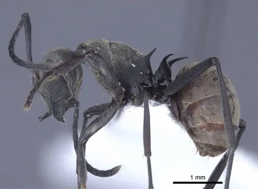 Polyrhachis dives specimen CASENT0916779 image casent0916779_3