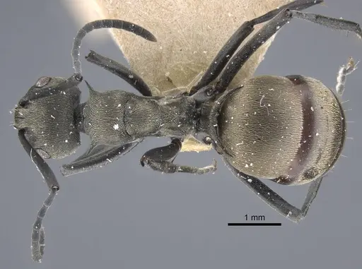 Polyrhachis dives specimen CASENT0917194 image casent0917194_1