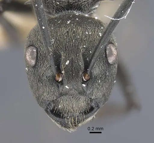 Polyrhachis dives specimen CASENT0917194 image casent0917194_2