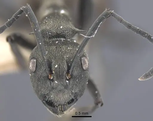 Polyrhachis dives specimen CASENT0917194 image casent0917194_3
