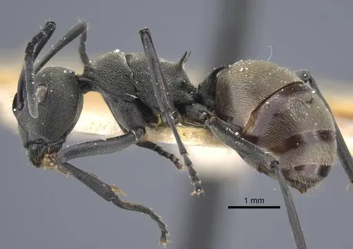 Polyrhachis dives specimen CASENT0917194 image casent0917194_4
