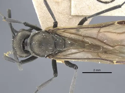 Polyrhachis dives specimen CASENT0917195 image casent0917195_1