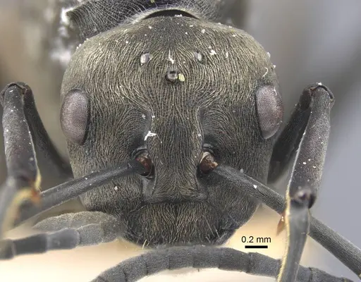 Polyrhachis dives specimen CASENT0917195 image casent0917195_2