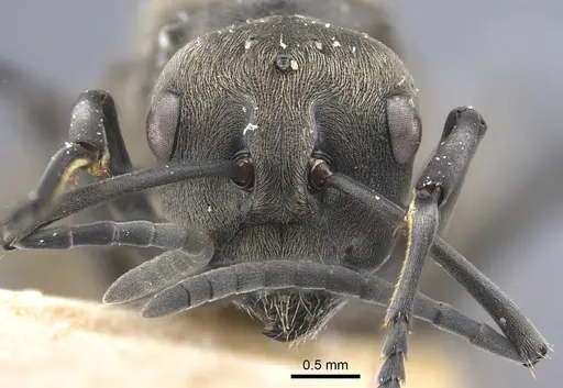 Polyrhachis dives specimen CASENT0917195 image casent0917195_3